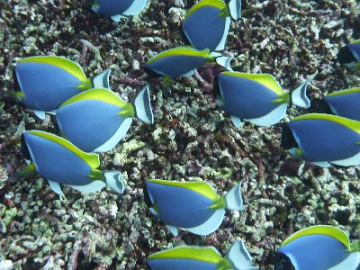 Nov 22, 2014 - Island No. 9, North Point, Similan Islands